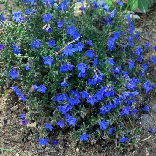 Lithodora diffusa